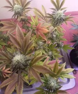 Sumary slider image for OG Kush