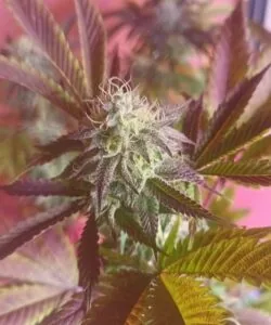 Sumary slider image for OG Kush