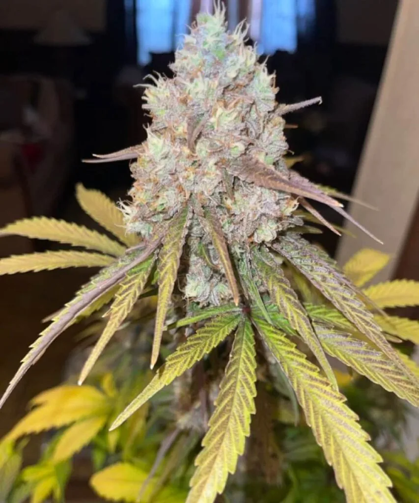 Peanut Butter Breath Strain.14 Peanut Butter Breath bud with thick frosting of resin