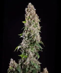 Sundae Driver bud with thick frosting of resin