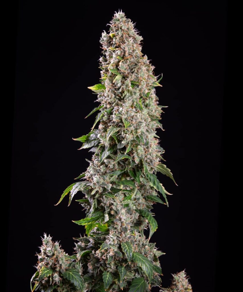 Sundae Driver bud with thick frosting of resin