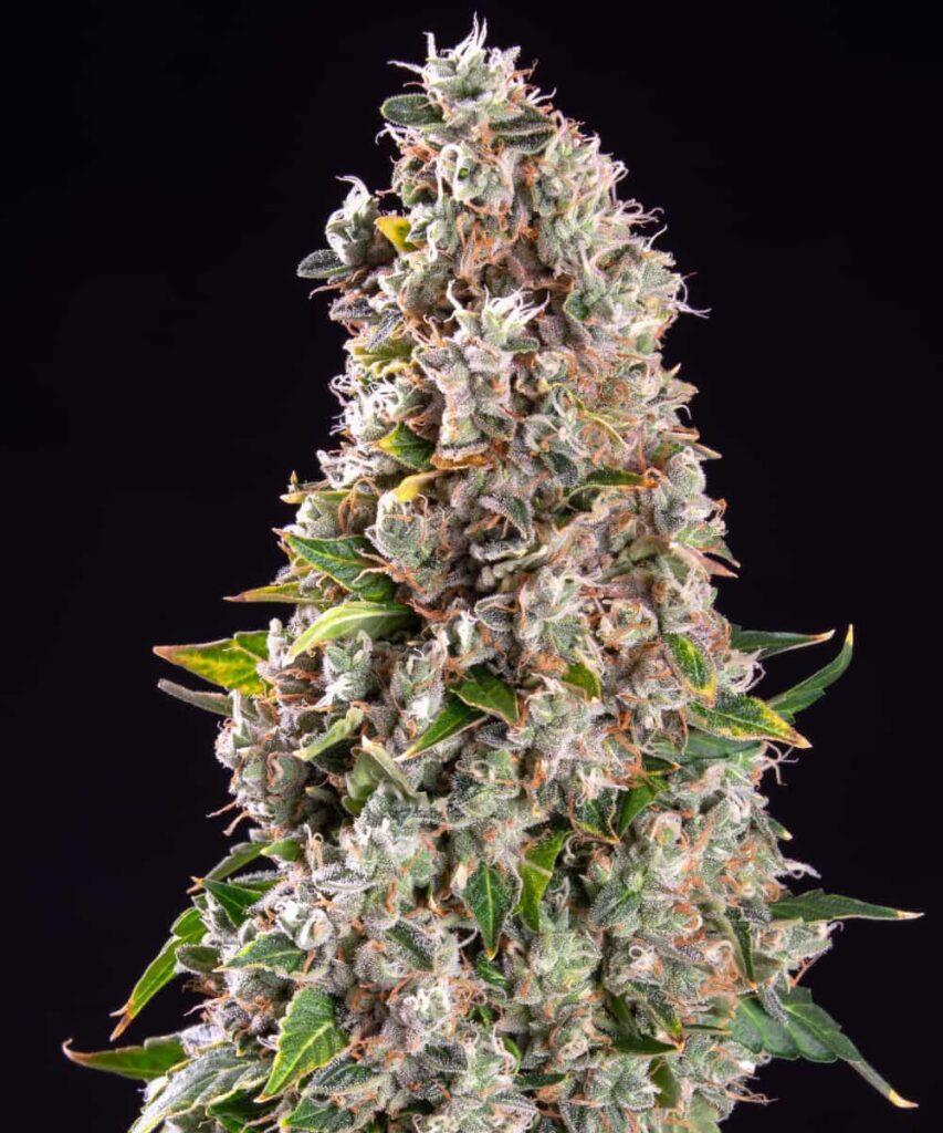 Sundae Driver bud with thick frosting of resin 2