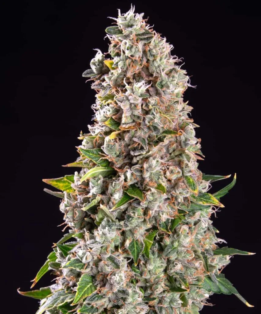 Sundae Driver bud with thick frosting of resin 2