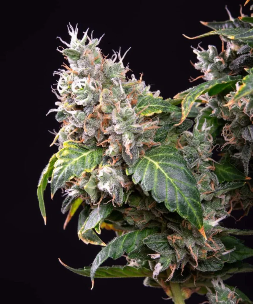 Sundae Driver bud with thick frosting of resin 3