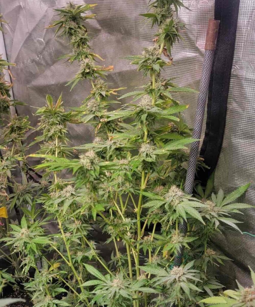 wedding cake bud with thick frosting of resin