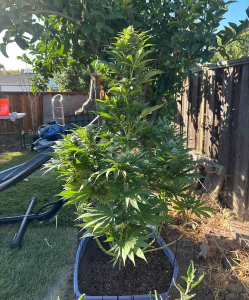 acapulco gold bud with thick frosting of resin, deep green calyxes