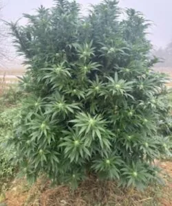 Bruce banner plant with thick frosting of resin, deep green calyxes