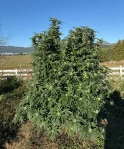 Hindu Kush huge plant outdoor
