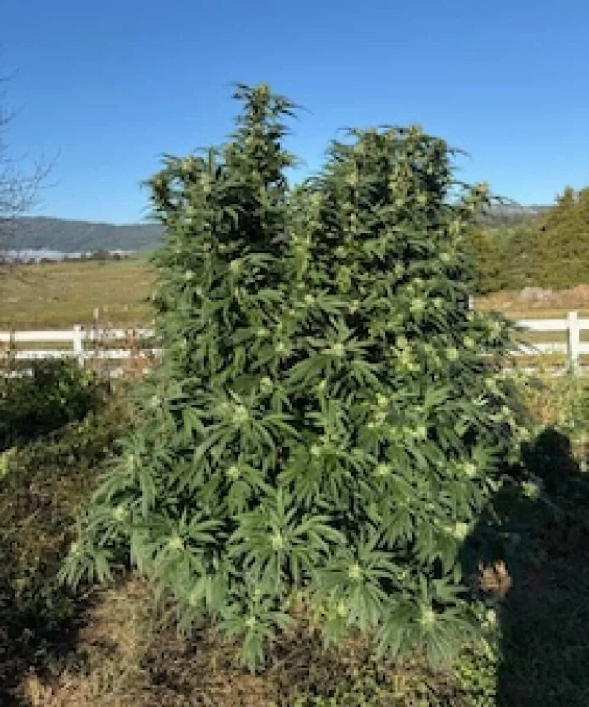 hindu kush Hindu Kush huge plant outdoor