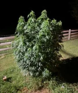 northern light plant outdoor