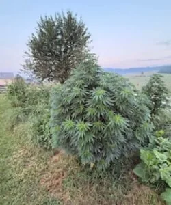 super silver haze huge plant outdoor