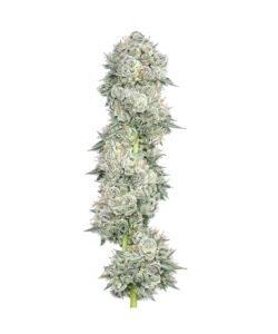 Animal Mints seeds: Premium weed seeds with stable genetics, strong terpene profiles, and reliable performance for indoor and outdoor growers.