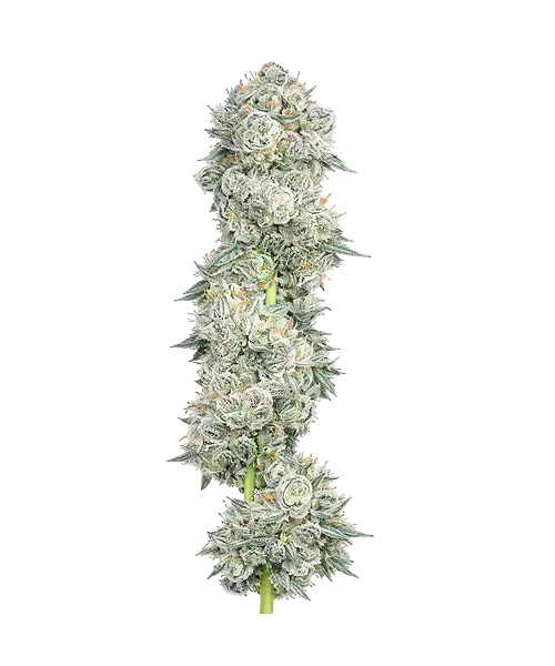Animal Mints seeds: Premium weed seeds with stable genetics, strong terpene profiles, and reliable performance for indoor and outdoor growers.