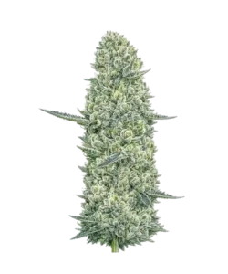 Apple Fritter seeds: Premium weed seeds with stable genetics, strong terpene profiles, and reliable performance for indoor and outdoor growers.