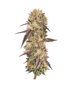 Biscotti seeds: Premium weed seeds with stable genetics, strong terpene profiles, and reliable performance for indoor and outdoor growers.