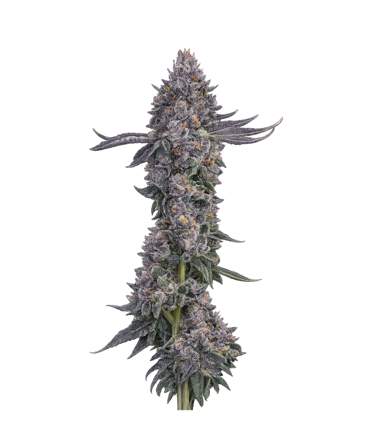 Blackberry Kush (Auto) cannabis strain by Hypno Seeds