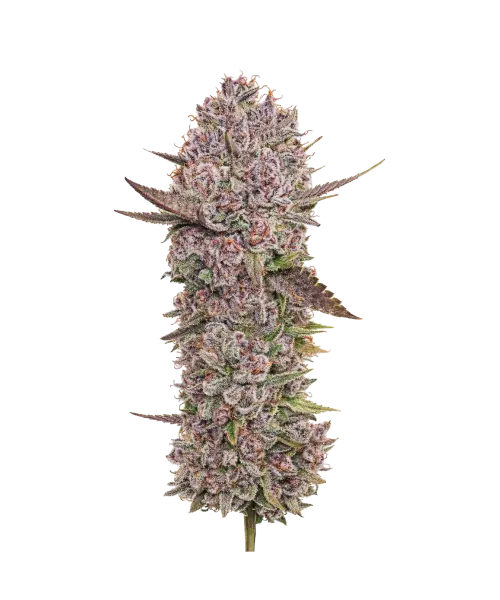 Blackberry Kush-PC Blackberry Kush seeds: Premium weed seeds with stable genetics, strong terpene profiles, and reliable performance for indoor and outdoor growers.