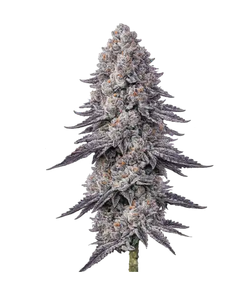 Blue Zushi seeds: Premium weed seeds with stable genetics, strong terpene profiles, and reliable performance for indoor and outdoor growers.