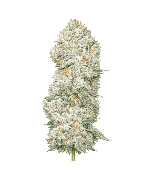 Cap Junky-PC Cap Junky seeds: Premium weed seeds with stable genetics, strong terpene profiles, and reliable performance for indoor and outdoor growers.