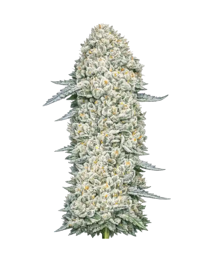 Carbon Fiber cannabis strain by Hypno Seeds