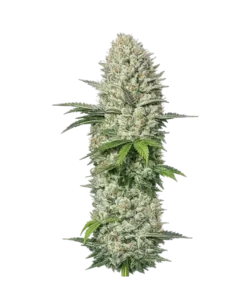 Cereal Milk seeds: Premium weed seeds with stable genetics, strong terpene profiles, and reliable performance for indoor and outdoor growers.