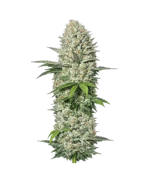 Cereal Milk seeds: Premium weed seeds with stable genetics, strong terpene profiles, and reliable performance for indoor and outdoor growers.