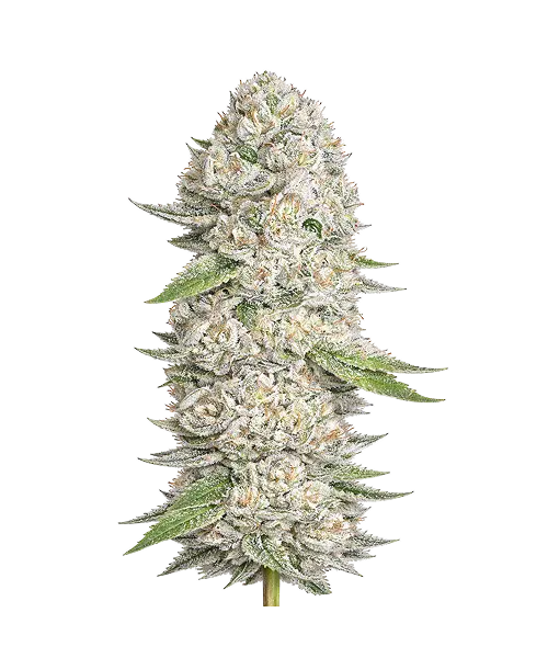 Cherry Pie seeds: Premium weed seeds with stable genetics, strong terpene profiles, and reliable performance for indoor and outdoor growers.