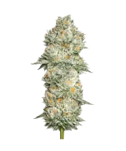 GMO seeds: Premium weed seeds with stable genetics, strong terpene profiles, and reliable performance for indoor and outdoor growers.