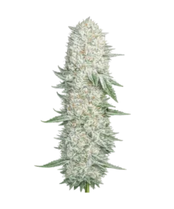 Ghost Train Haze seeds: Premium weed seeds with stable genetics, strong terpene profiles, and reliable performance for indoor and outdoor growers.