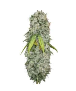 Gush Mints seeds: Premium weed seeds with stable genetics, strong terpene profiles, and reliable performance for indoor and outdoor growers.