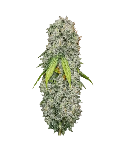 Gush Mints seeds: Premium weed seeds with stable genetics, strong terpene profiles, and reliable performance for indoor and outdoor growers.