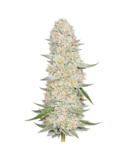 Horchata seeds: Premium weed seeds with stable genetics, strong terpene profiles, and reliable performance for indoor and outdoor growers.