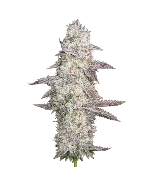 Kush Mints-PC Kush Mints seeds: Premium weed seeds with stable genetics, strong terpene profiles, and reliable performance for indoor and outdoor growers.