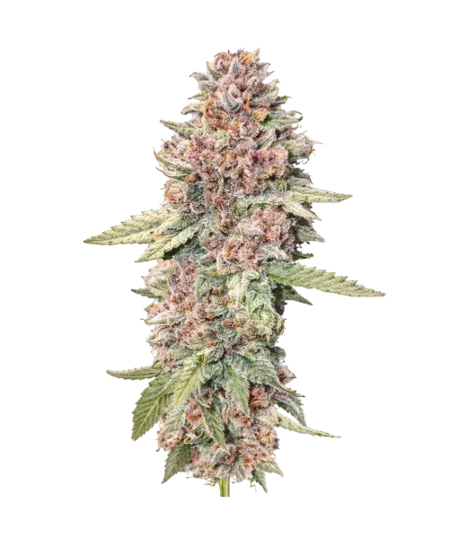 Lemon Cherry Gelato-PC Lemon Cherry Gelato seeds: Premium weed seeds with stable genetics, strong terpene profiles, and reliable performance for indoor and outdoor growers.