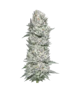 London Pound Cake seeds: Premium weed seeds with stable genetics, strong terpene profiles, and reliable performance for indoor and outdoor growers.