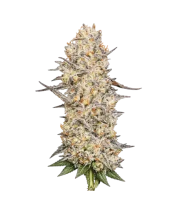 Mac 1 seeds: Premium weed seeds with stable genetics, strong terpene profiles, and reliable performance for indoor and outdoor growers.