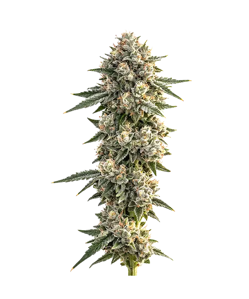 Peanut Butter Breath