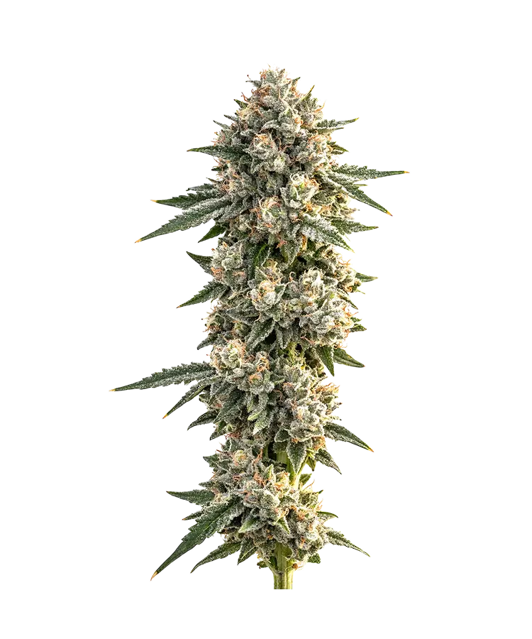 Peanut Butter Breath