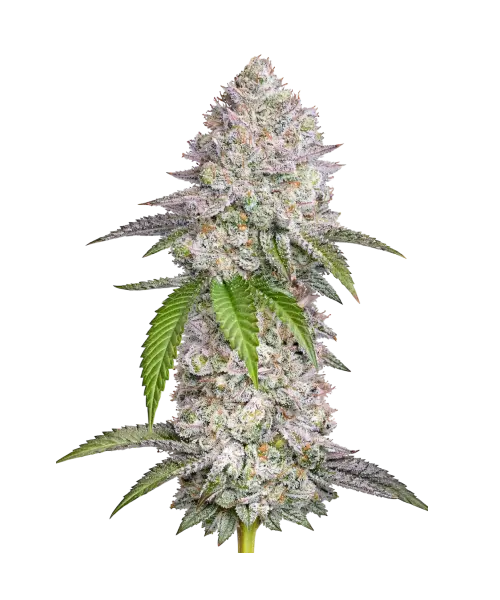 Slurricane-PC Slurricane seeds: Premium weed seeds with stable genetics, strong terpene profiles, and reliable performance for indoor and outdoor growers.