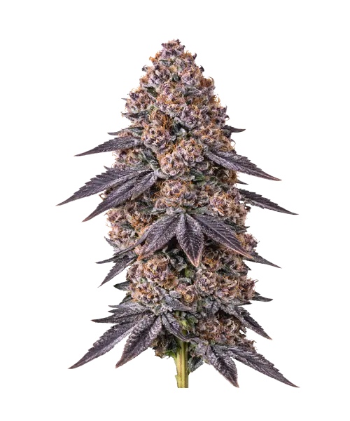 Sticky Kitty seeds: Premium weed seeds with stable genetics, strong terpene profiles, and reliable performance for indoor and outdoor growers.