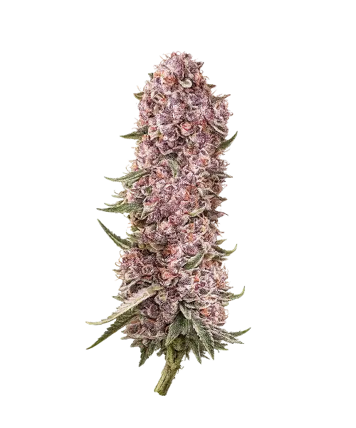 Trop Cherry-PC Trop Cherry seeds: Premium weed seeds with stable genetics, strong terpene profiles, and reliable performance for indoor and outdoor growers.