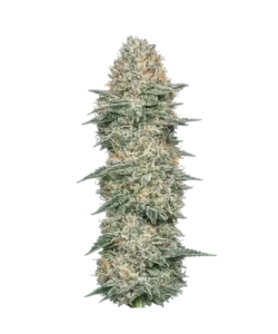 Wedding Cake seeds: Premium weed seeds with stable genetics, strong terpene profiles, and reliable performance for indoor and outdoor growers.