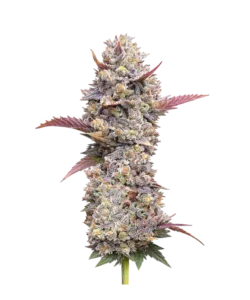 Zoap seeds: Premium weed seeds with stable genetics, strong terpene profiles, and reliable performance for indoor and outdoor growers.