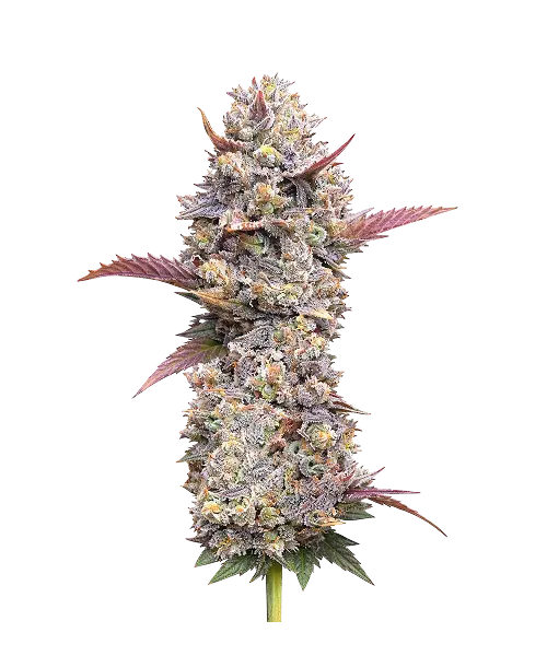 Zoap-PC Zoap seeds: Premium weed seeds with stable genetics, strong terpene profiles, and reliable performance for indoor and outdoor growers.