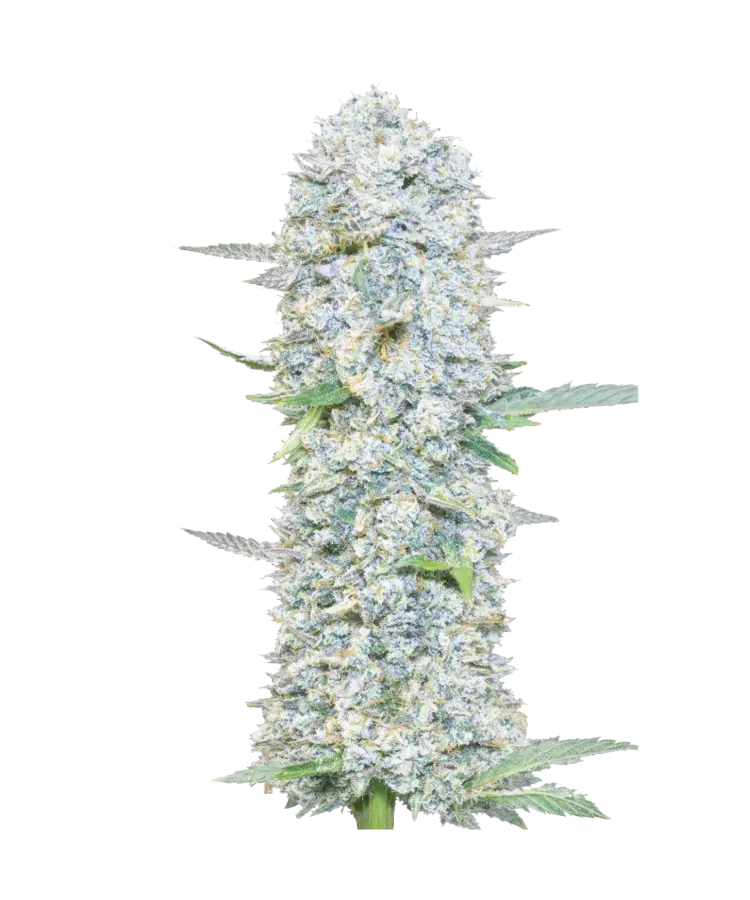 American Pie 2.0 cannabis strain by Hypno Seeds