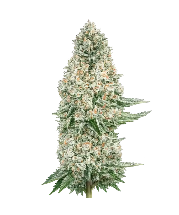 Amnesia Haze cannabis strain by Hypno Seeds