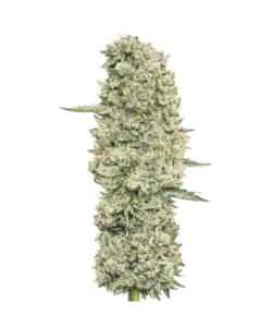 cheetah piss seeds: Premium weed seeds with stable genetics, strong terpene profiles, and reliable performance for indoor and outdoor growers.