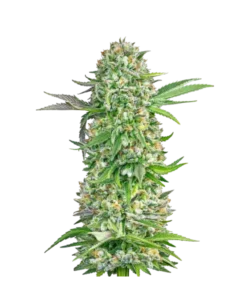 creme brulee seeds: Premium weed seeds with stable genetics, strong terpene profiles, and reliable performance for indoor and outdoor growers.