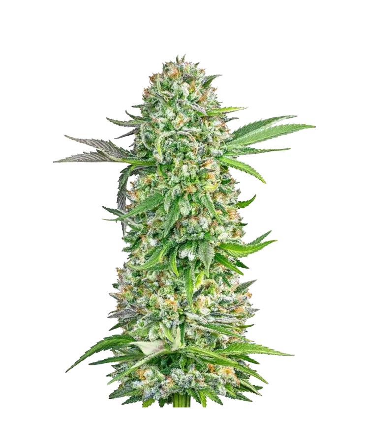 Creme Brulee cannabis strain by Hypno Seeds