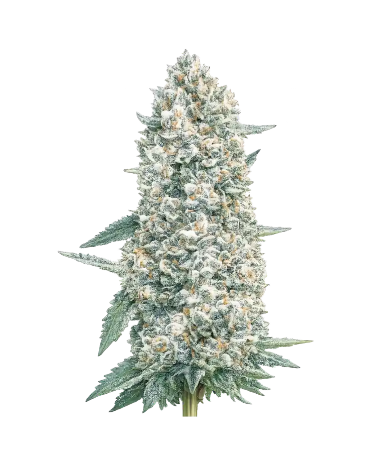 Creme Brulee (Auto) cannabis strain by Hypno Seeds
